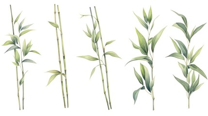 Fototapeta na wymiar Set of Three Botanical Watercolor Bamboo Stalk Leaf AI Generated