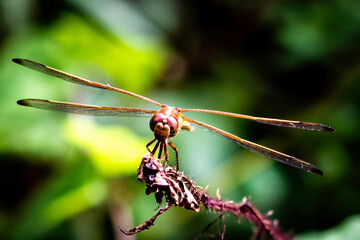 dragonfly on a branch