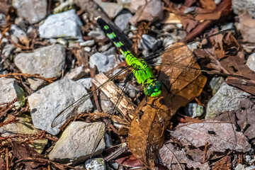 dragonfly on rocks