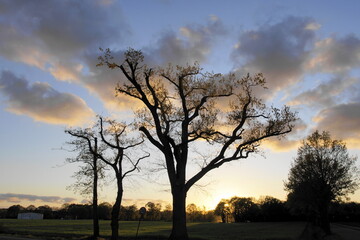 Fototapeta na wymiar Bäume vor Abendhimmel