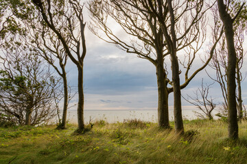 Bäume an der Küste Rügens - Gespensterwald