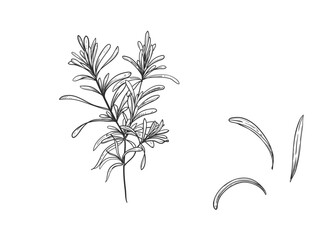 Hand drawn sketch black and white illustration set of rosemary plant, twig, leaf. Vector illustration. Elements in graphic style label, sticker, menu, package. Engraved style.