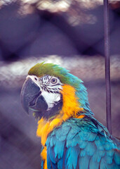 Obraz premium Blue and Yellow Macaw Parrot (Ara ararauna): Tropical Splendor in Vibrant Feathers