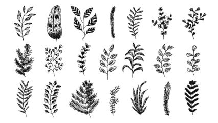 Fotobehang Set of elegant hand drawn black ink herbs, leaves and branches. Sketch delicate botanical elements for pattern design, greeting card decoration, logo © Tatahnka