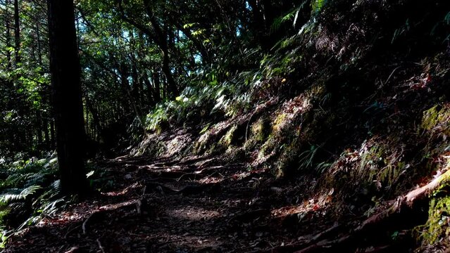 熊野古道（中辺路）スローモーション