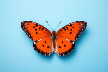 Fototapeta na wymiar Nature butterfly insect isolated animal white beauty wings macro orange