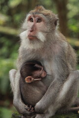 Balinese monkey with baby