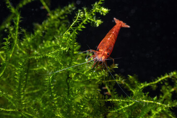 Red shrimp on green moss in aquarium.