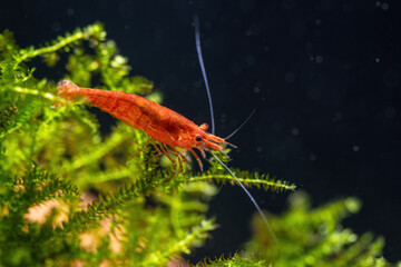 Obraz na płótnie Canvas Red shrimp on green moss in aquarium.