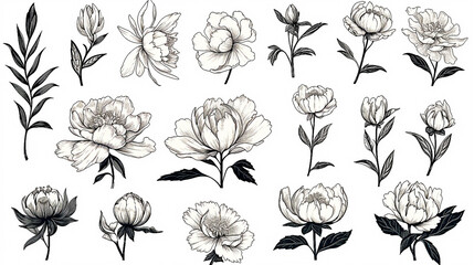 Collection of peony flowers drawn in black lines. - obrazy, fototapety, plakaty