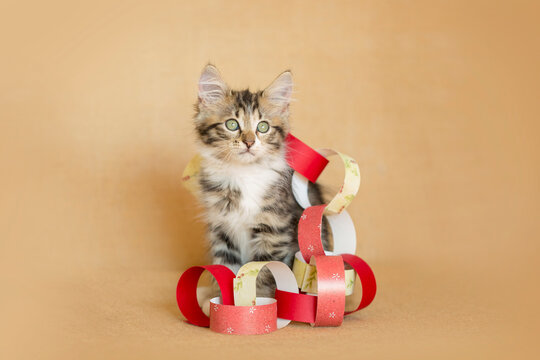 Brown and white tabby kitten is tangled up in red and yellow holiday paper chain garland made to decorate tree, brown background.