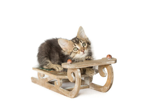 Black and brown tabby Kitten laying down low and looking up from a miniature wooden Christmas winter sleigh, isolated on a white background.