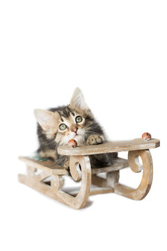 Small tabby Kitten laying down low and looking up from a miniature wooden Christmas winter sleigh, isolated on a white background.