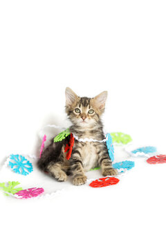 Christmas holiday tabby Kitten tangled in snowflake garland tree trimming decoration, isolated on a white background.