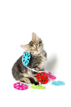 Christmas holiday tabby Kitten looking back, tangled in snowflake garland tree trimming decoration, isolated on a white background.