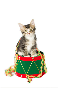 Gray and White Tabby Kitten sitting on top of a red and green christmas drum, with red, green, and gold tree ribbon Tree trim, isolated on a white background.