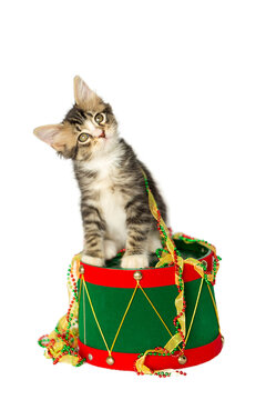 Gray and White Tabby Kitten sitting on top of a red and green christmas drum, with red, green, and gold tree ribbon Tree trim, isolated on a white background.