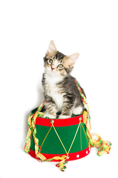 Gray and White Tabby Kitten sitting on top of a red and green christmas drum, with red, green, and gold tree ribbon Tree trim, isolated on a white background.