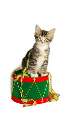 Gray and White Tabby Kitten sitting on top of a red and green christmas drum, with red, green, and gold tree ribbon Tree trim, isolated on a white background.