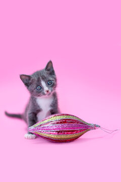 Adorable tiny Gray and white kitten looking small sitting next to a very large pink and green Christmas Ornament, pink background.