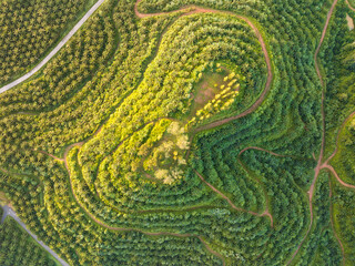 Row of palm tree plantation garden on high mountain in phang nga thailand, Aerial view drone high angle view road around the palm trees plantation