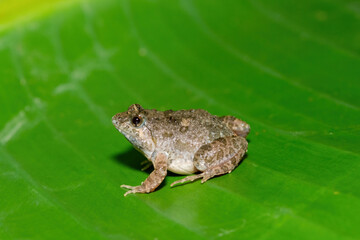 Close-up of a cute Snoring Puddle Frog (Phrynobatrachus natalensis) on a large green leaf 