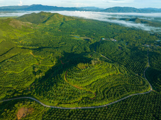 Row of palm tree plantation garden on high mountain in phang nga thailand, Aerial view drone high angle view road around the palm trees plantation