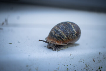 Close-Up of a Snail on a Windowsill - Capturing the Delicate Details of Nature in an Urban Setting