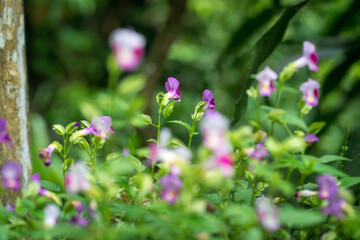 Torenia flower with soft blur green leaves nature background. Copy space.