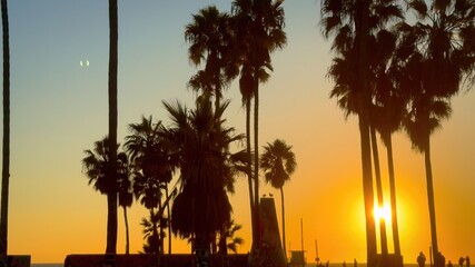 Obraz premium Sunset between Palm Trees at Venice Beach California - travel photography