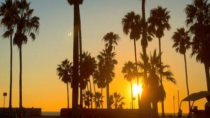 The Palm trees of Venice Beach at sunset - travel photography