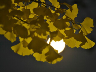 Tokyo, Japan - November 28, 2023:  Gingko leaves illuminated with the full moon
