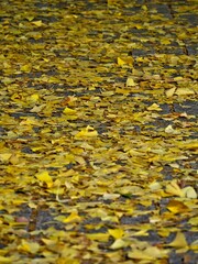 Tokyo, Japan - November 28, 2023:  Gingko leaves fallen on street at night
