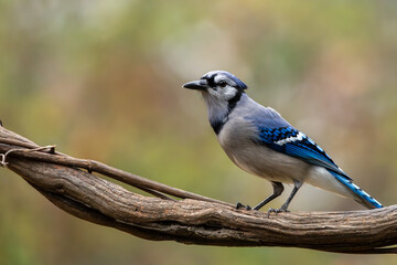 Blue Jay perched on a vine
