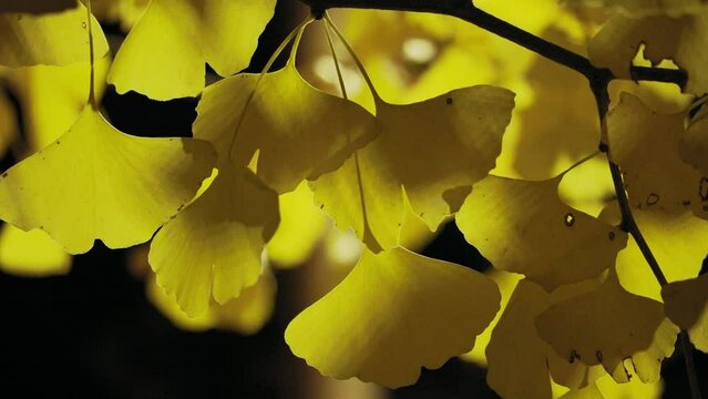 Tokyo, Japan - November 28, 2023: Gingko leaves illuminated with the street light
