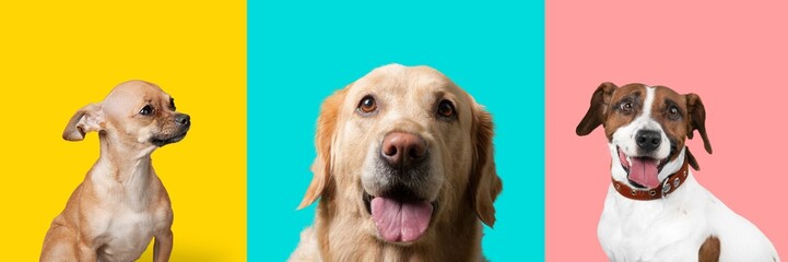 Banner of cute funny dogs on color background