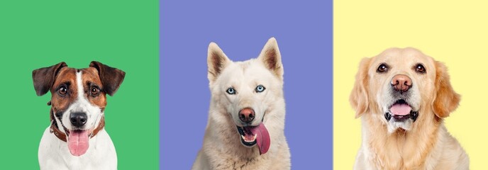 Banner of cute funny dogs on color background