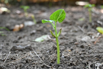 Just germinated bean plants. Beans plant grow in the vegetable garden. The soil with a small bean sprouts. Small plant of beans. 
