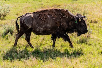 Crédence de cuisine en verre imprimé Buffle american buffalo in the field