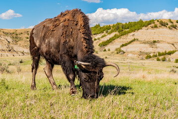 bison grazing 