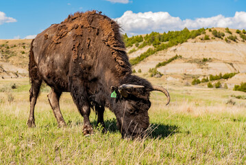 american bison in park