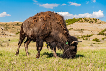 american bison in park national park