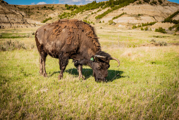 buffalo in the wild