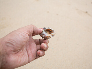 A man's hand is holding a hermit crab in his hand. The background is a sea sand background.