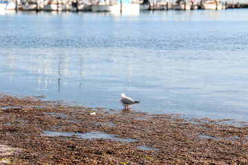 seagull on the shore