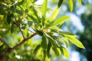 Tranquil Olive Leaves: Captivating Natural Beauty