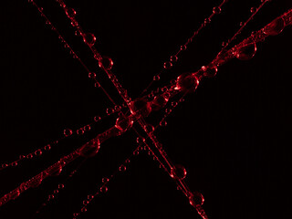 Color High resolution water drops on spiderweb. Macro photography.