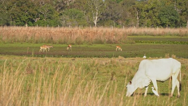 The marsh deer, Blastocerus dichotomus, also swamp deer, largest deer species from South America can mostly be found in the swampy region of the pantanal, Brazil, South America