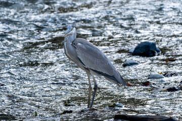 水辺のアオサギ