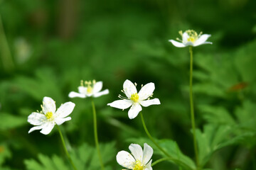 白いニリンソウの花